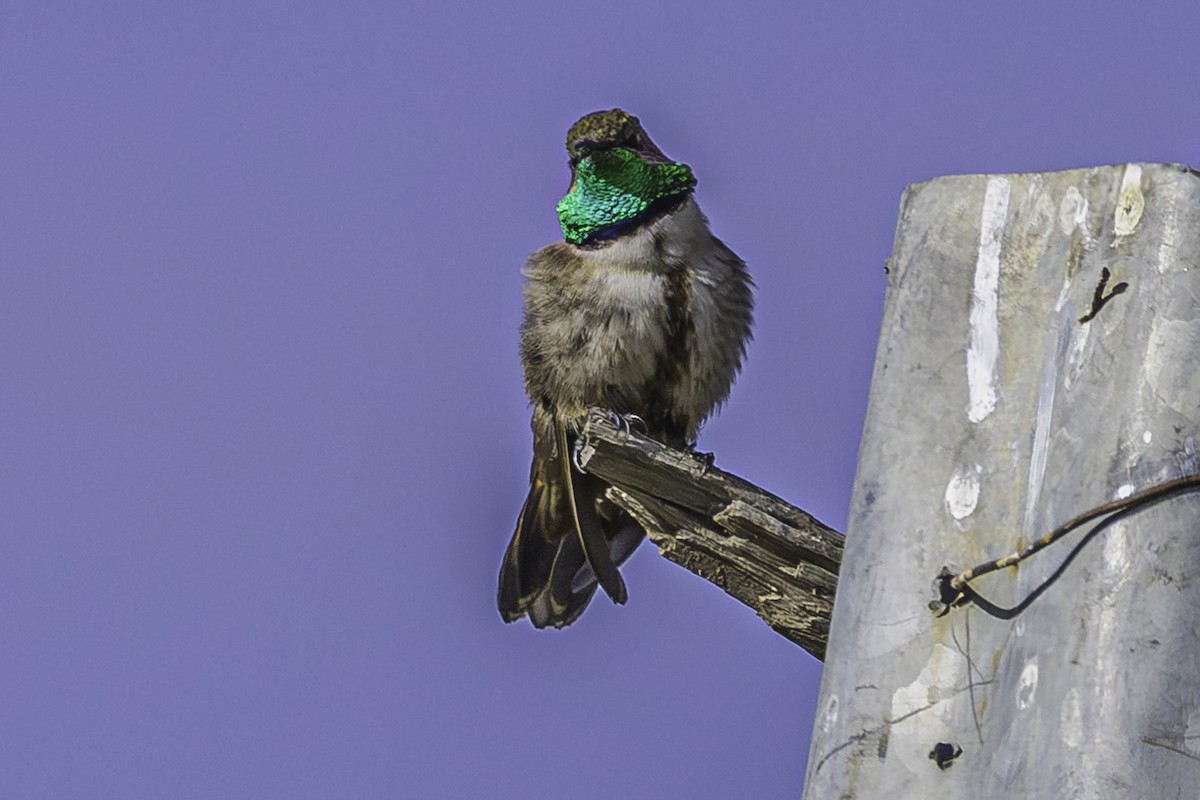 アンデスヤマハチドリ - ML644119112