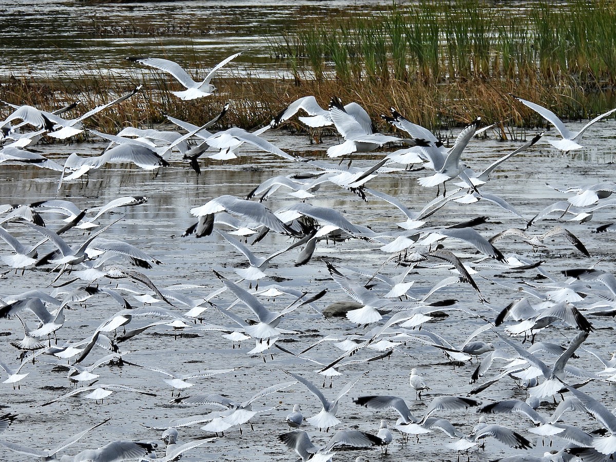 Ring-billed Gull - ML644119164