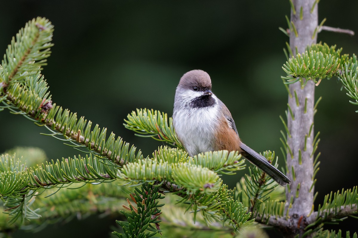 Boreal Chickadee - ML644119194