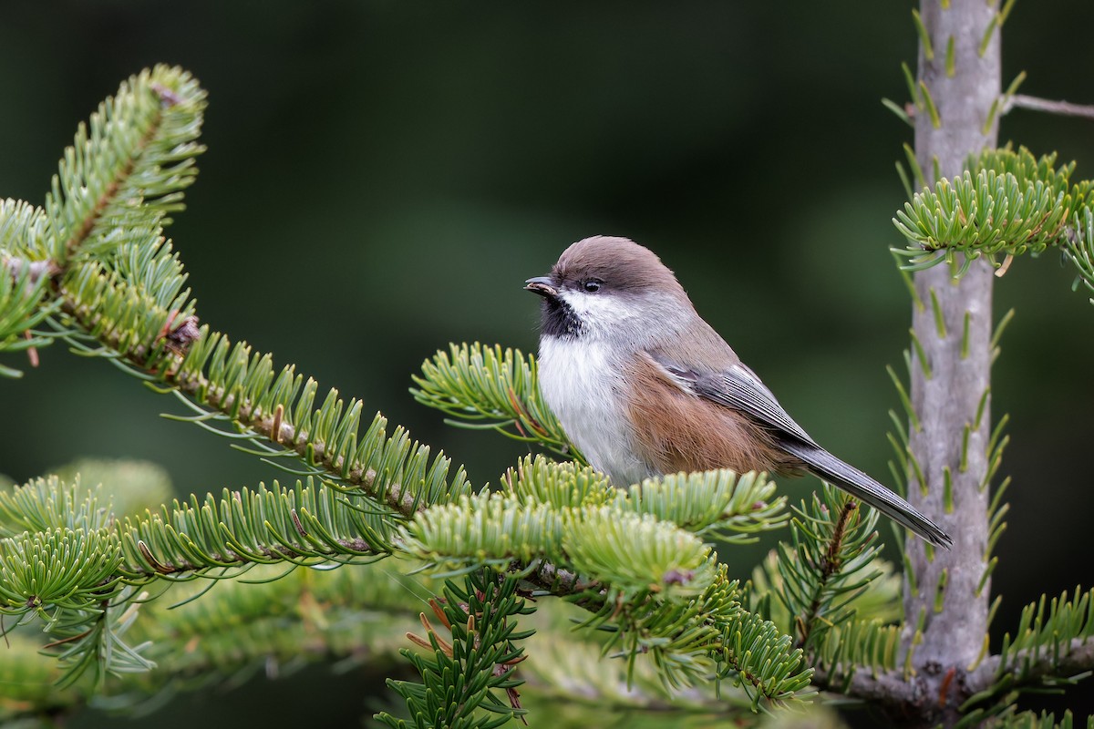 Boreal Chickadee - ML644119195