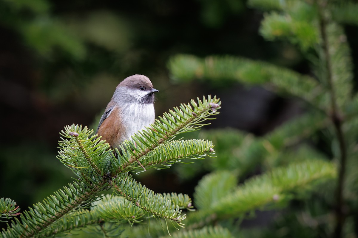 Boreal Chickadee - ML644119197