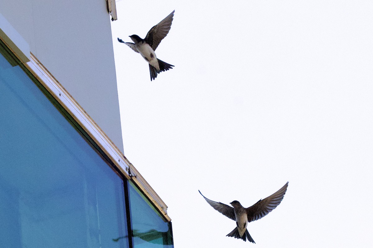 Gray-breasted Martin - ML644119228