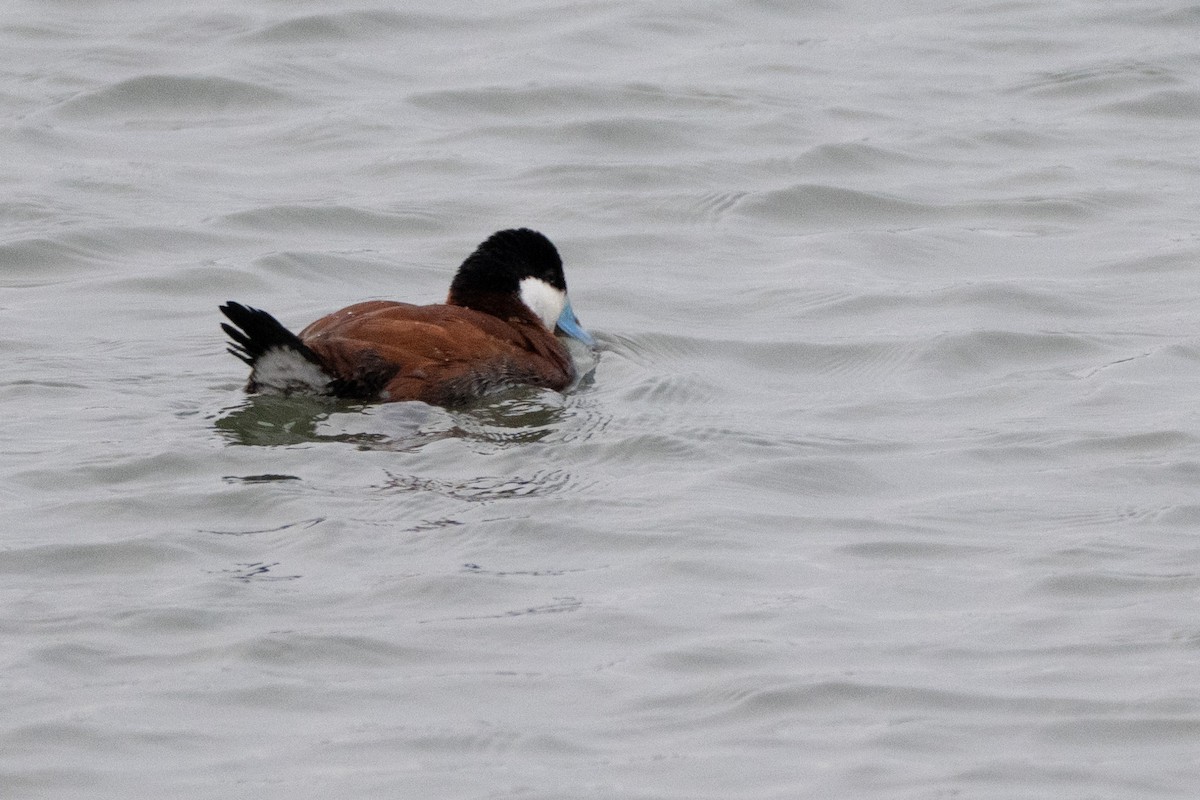 Ruddy Duck - ML644119247