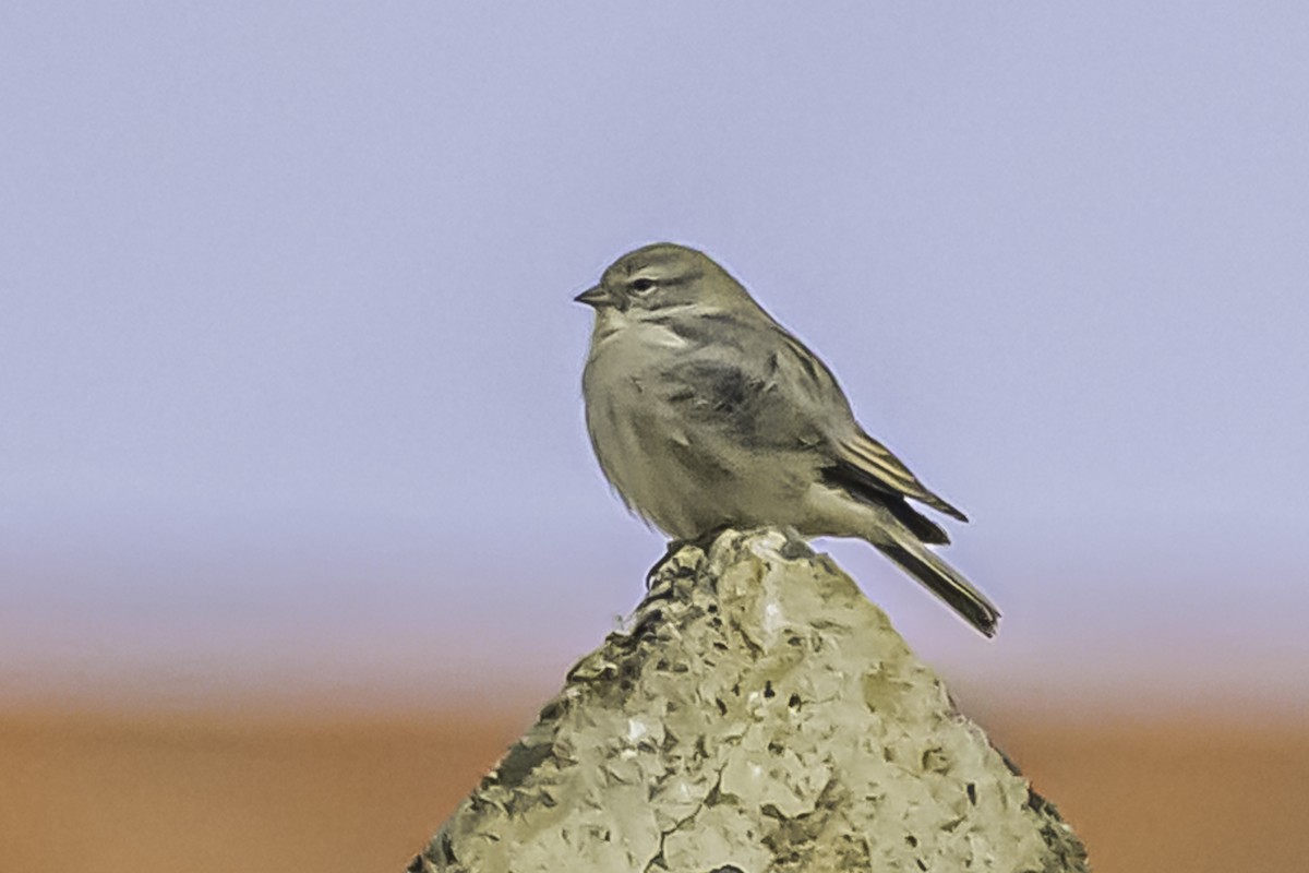 Ash-breasted Sierra Finch - ML644119259
