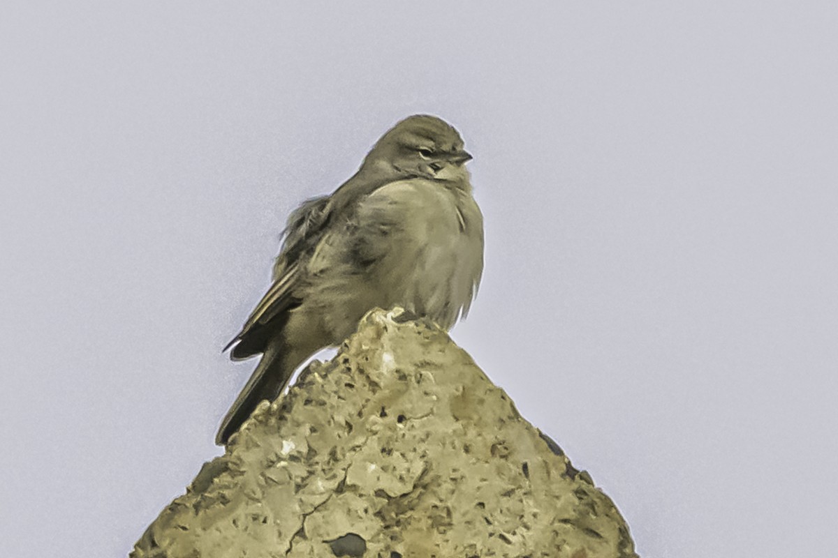 Ash-breasted Sierra Finch - ML644119261