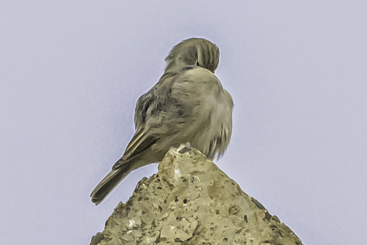 Ash-breasted Sierra Finch - ML644119262