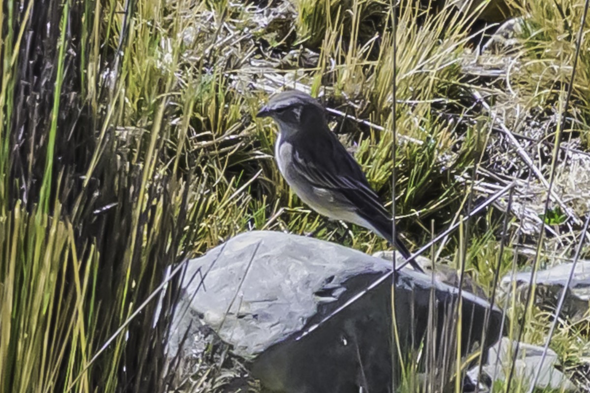 Ash-breasted Sierra Finch - ML644119264