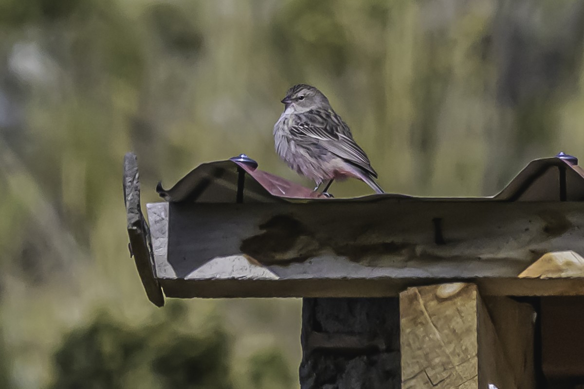 Ash-breasted Sierra Finch - ML644119265