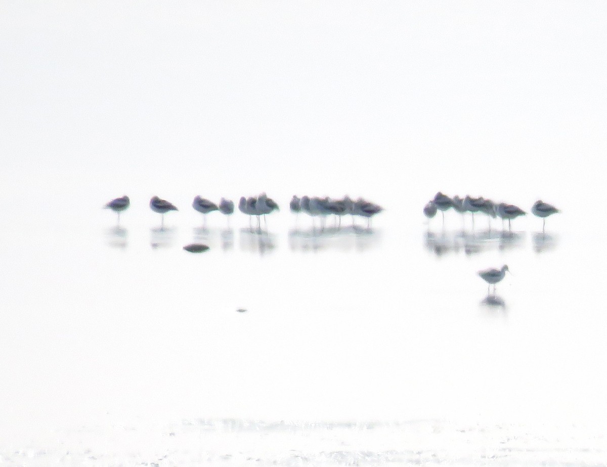 American Avocet - ML644119282