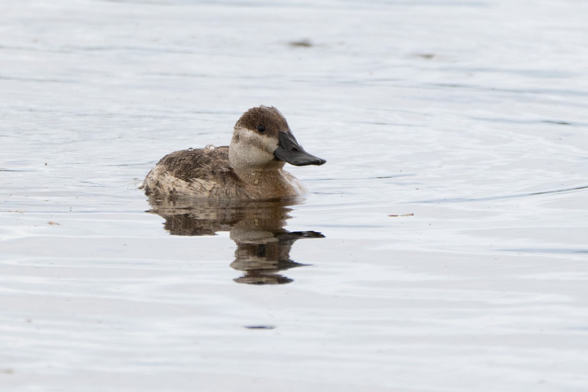 Ruddy Duck - ML644119289
