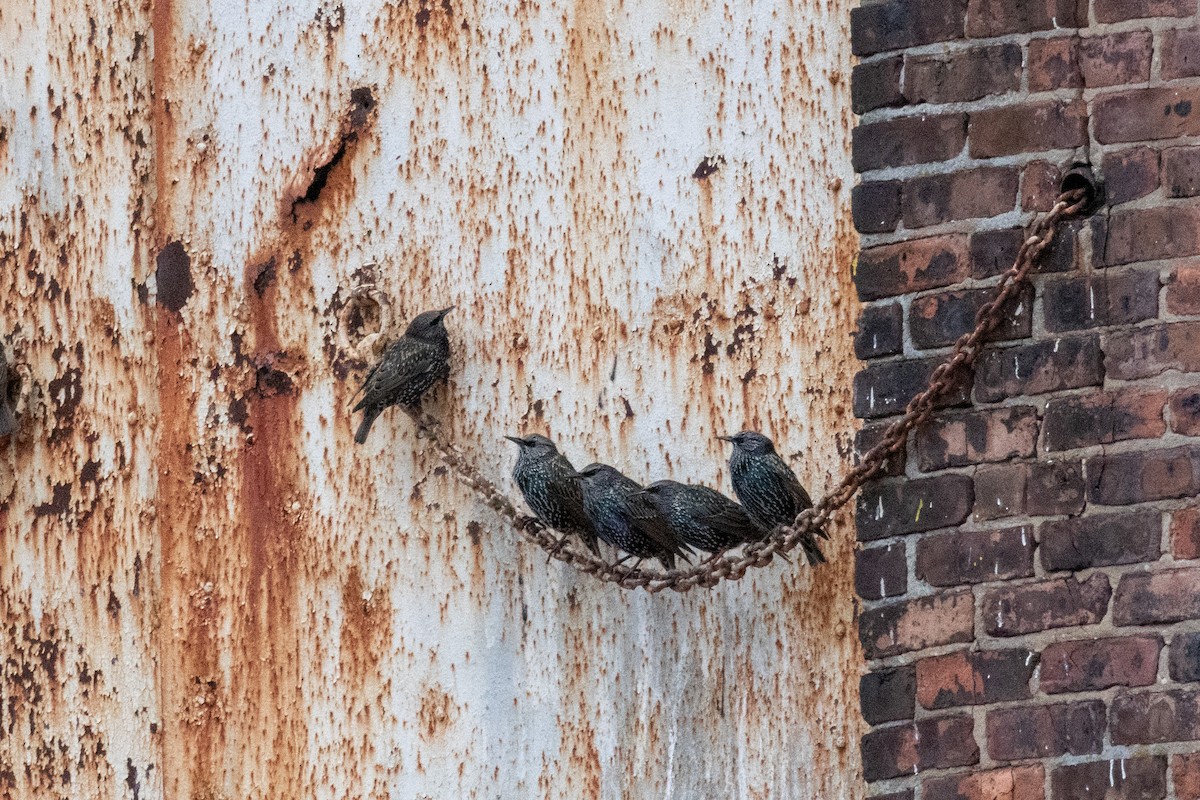 זרזיר מצוי - ML644119299