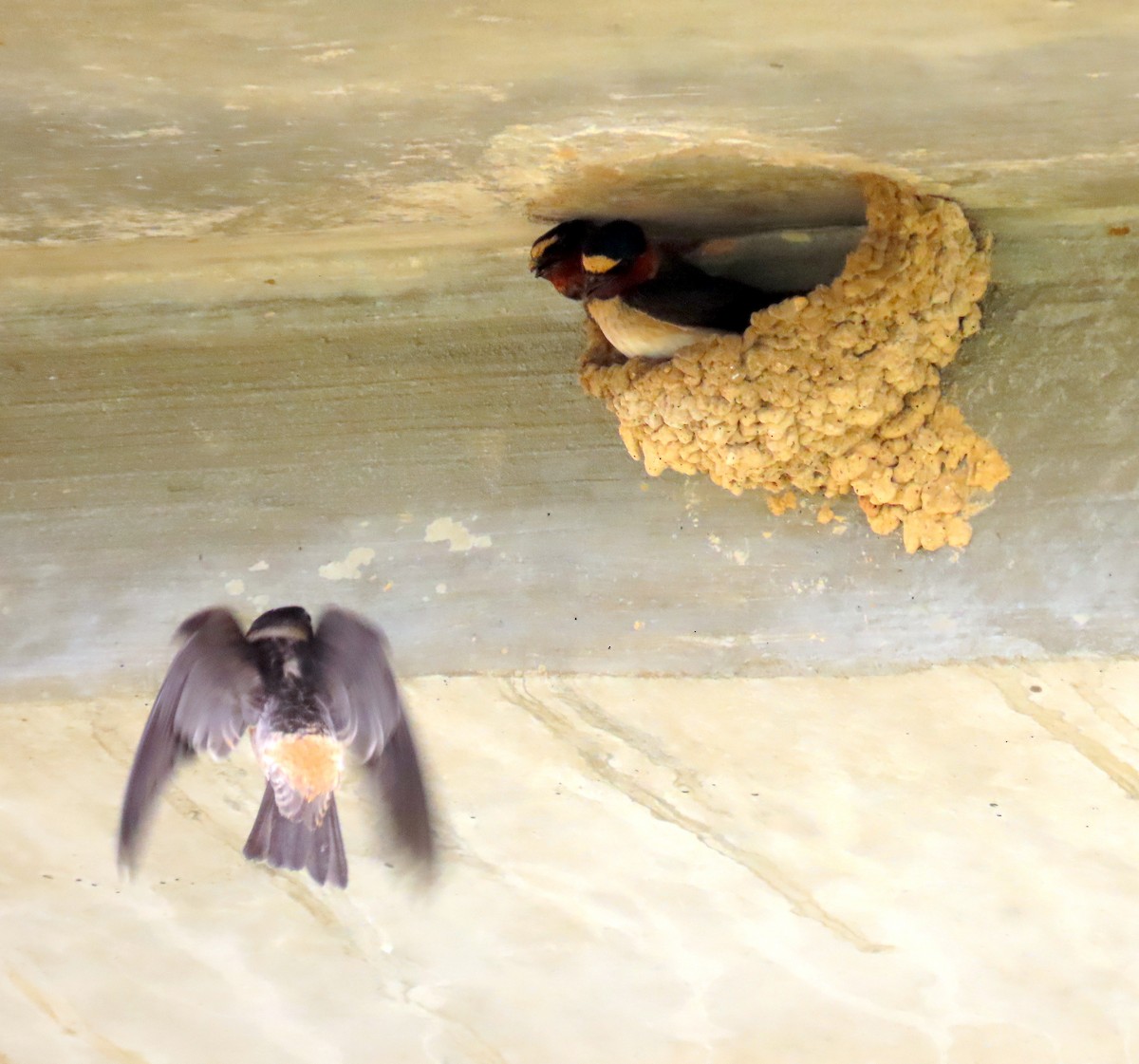 Golondrina Risquera - ML644119309