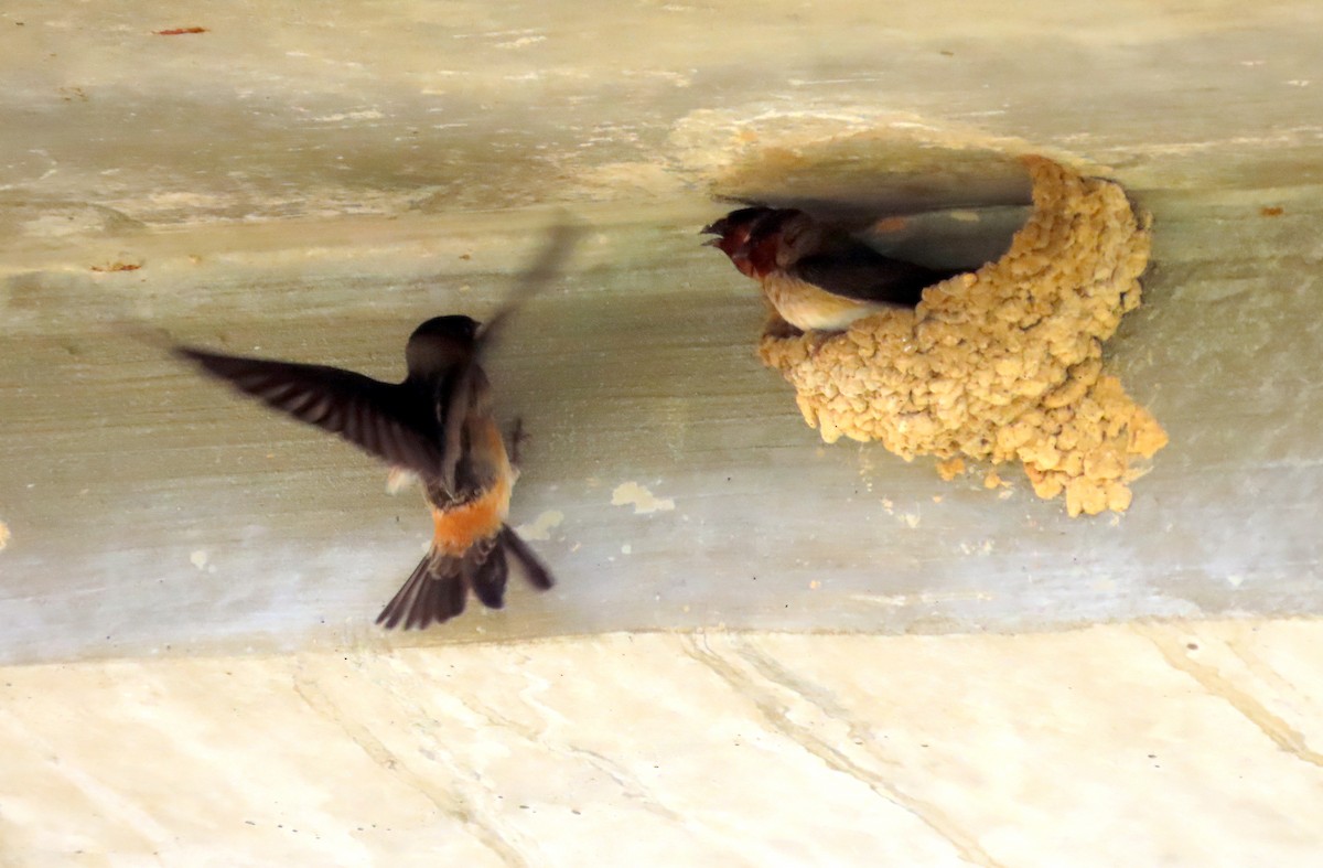 Golondrina Risquera - ML644119310