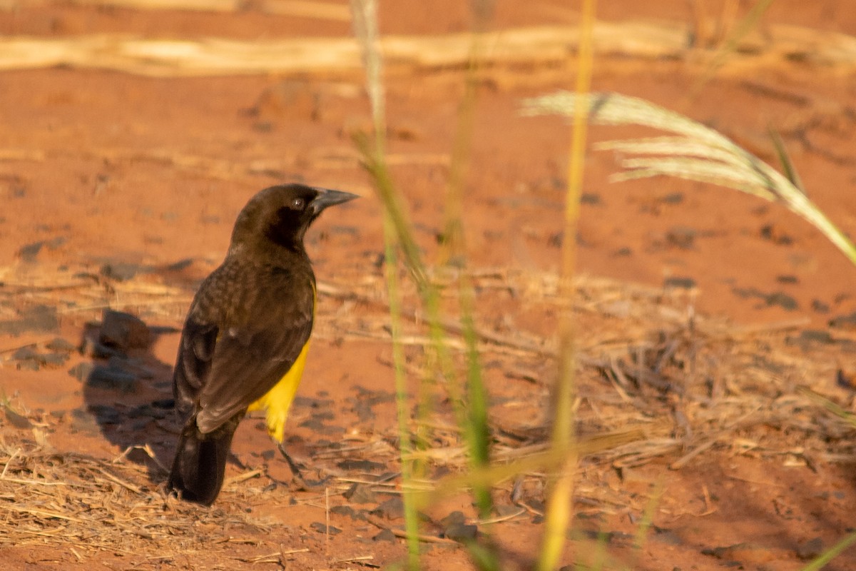 Yellow-rumped Marshbird - ML644119313