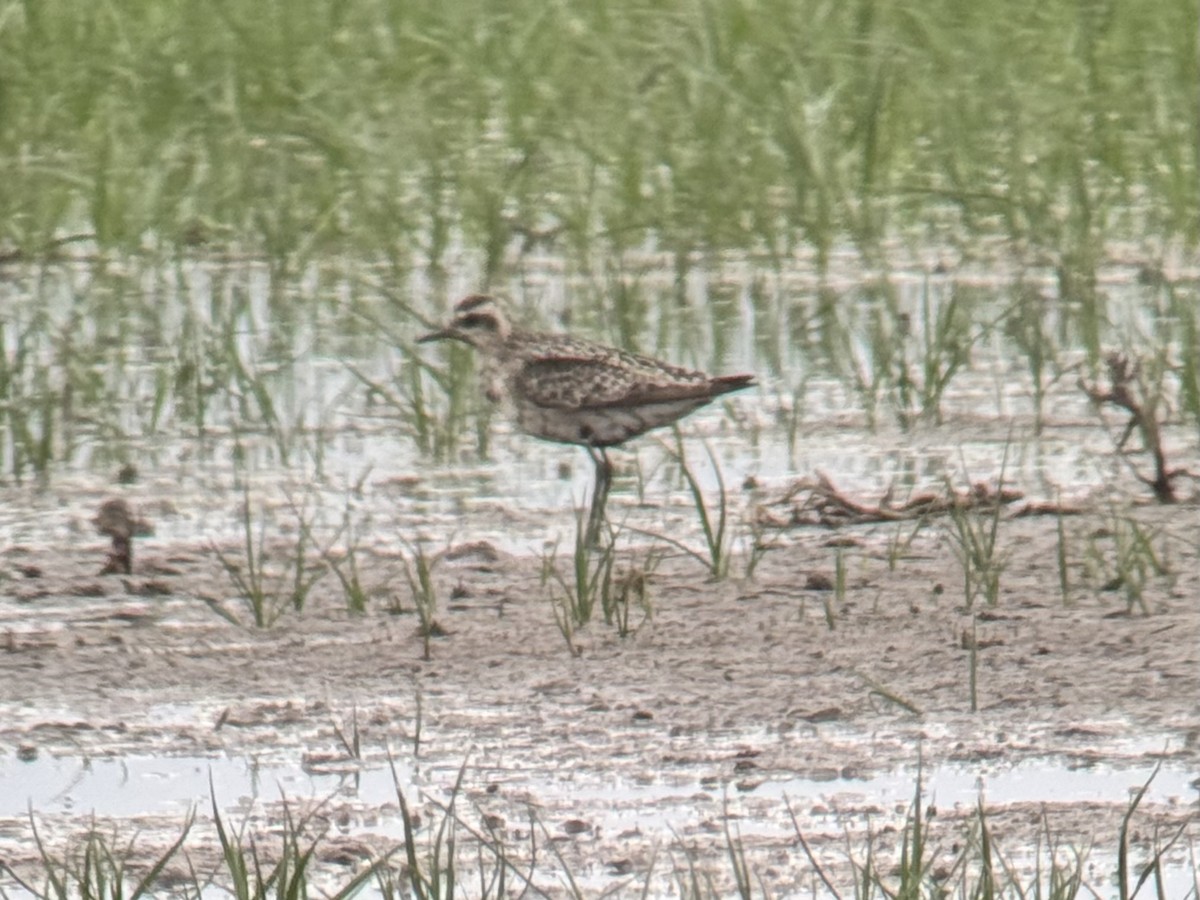 Pacific Golden-Plover - ML644119328