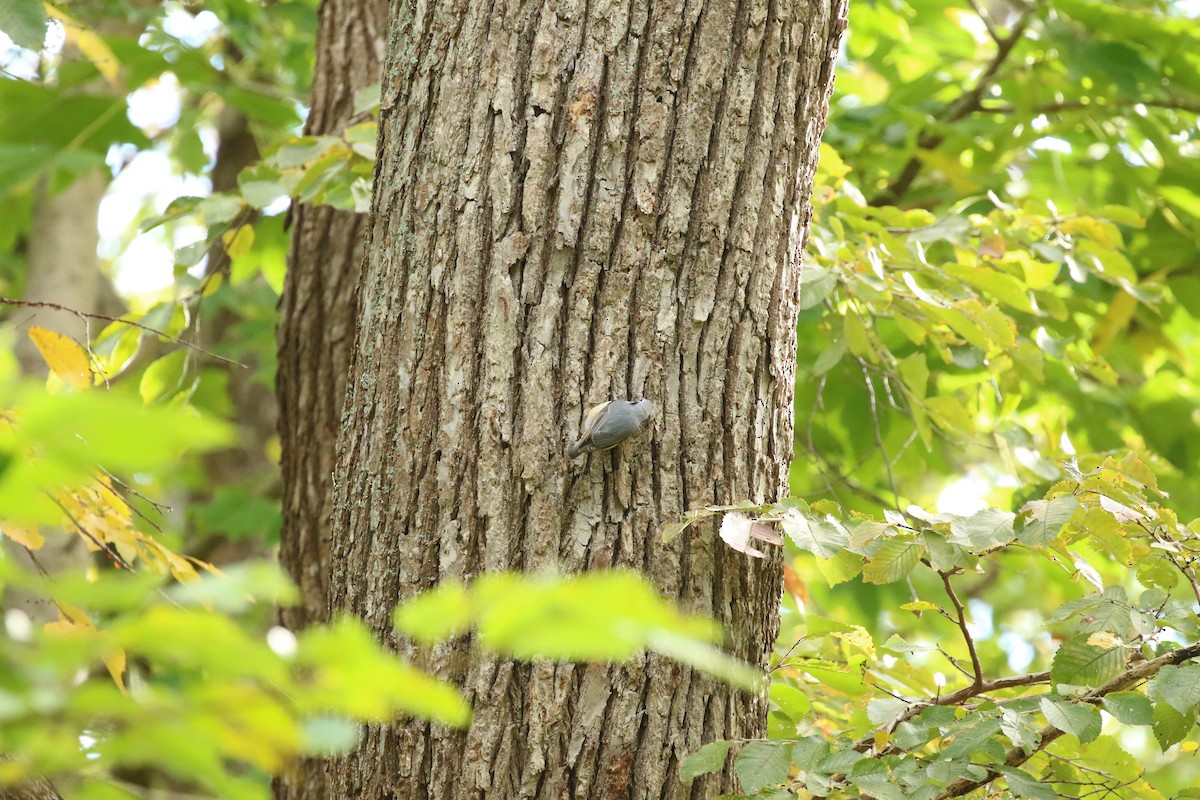 Eurasian Nuthatch (White-bellied) - ML644119333
