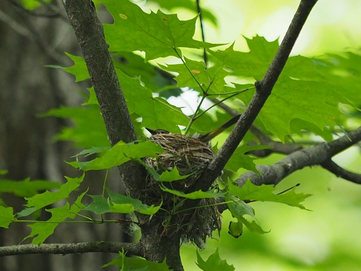 American Redstart - ML644119337