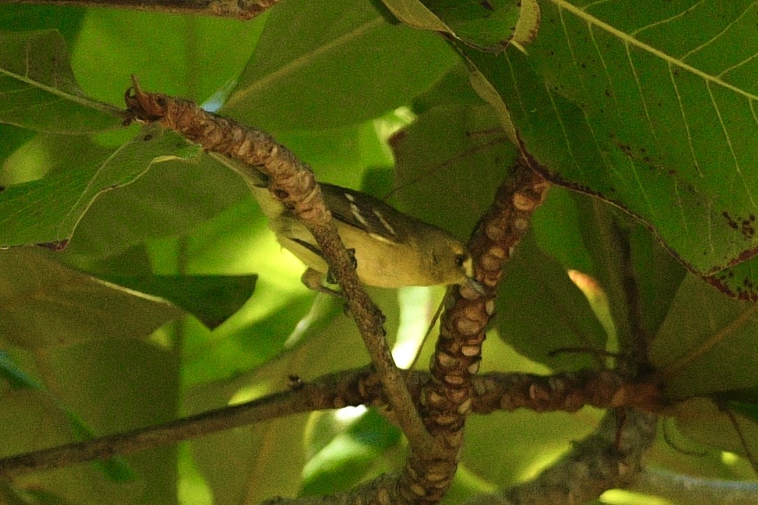 Mangrove Vireo - ML644119341