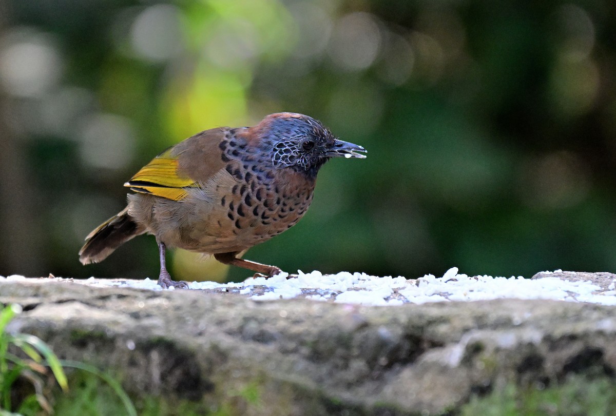 Chestnut-crowned Laughingthrush - ML644119363