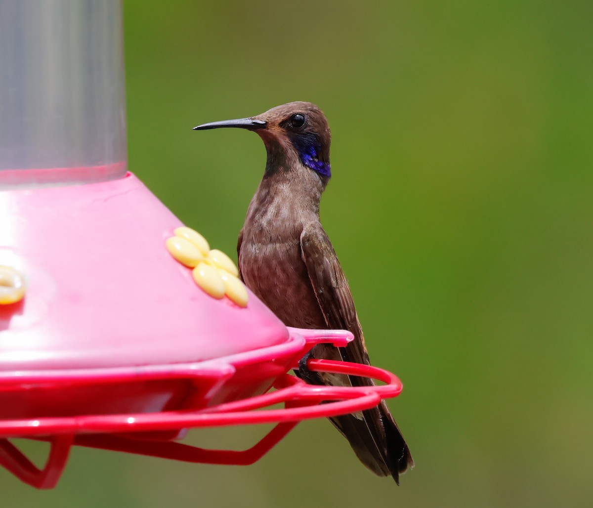 Бурый фиалкоух - ML644119397