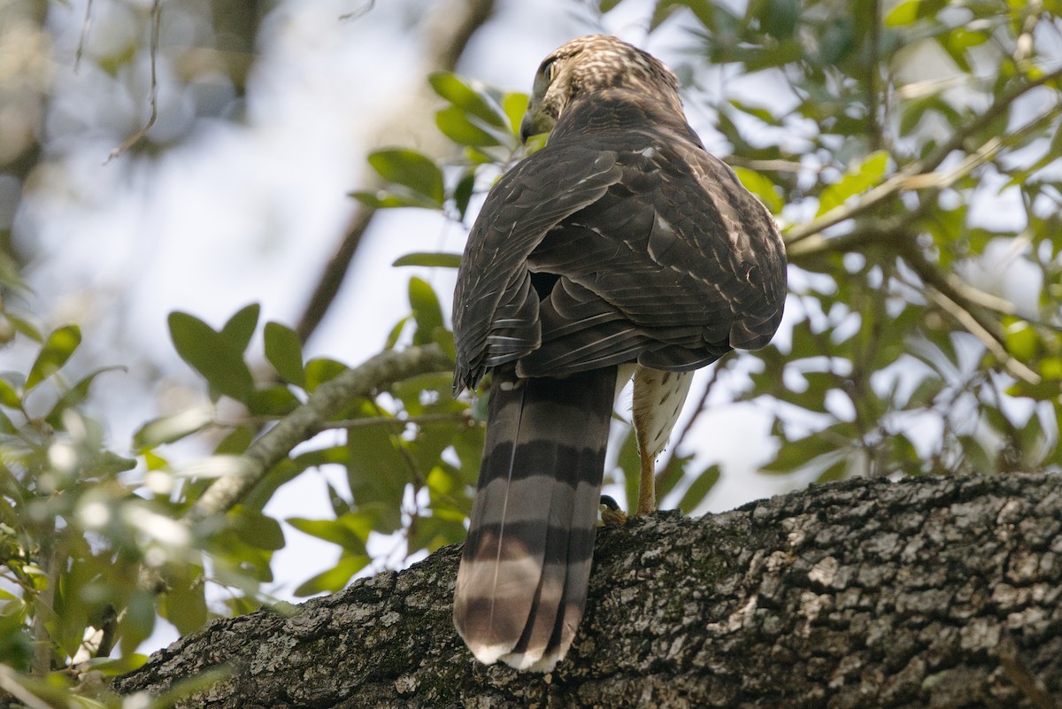 Cooper's Hawk - ML644119398