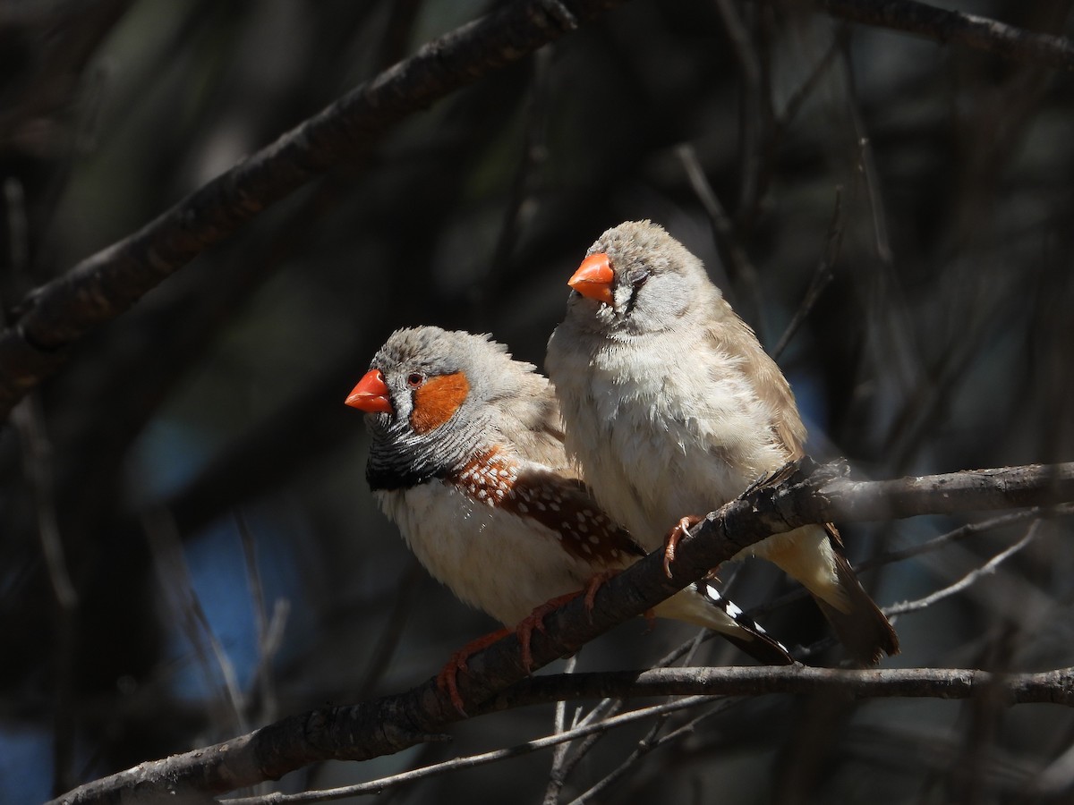 Діамантник зебровий - ML644119404