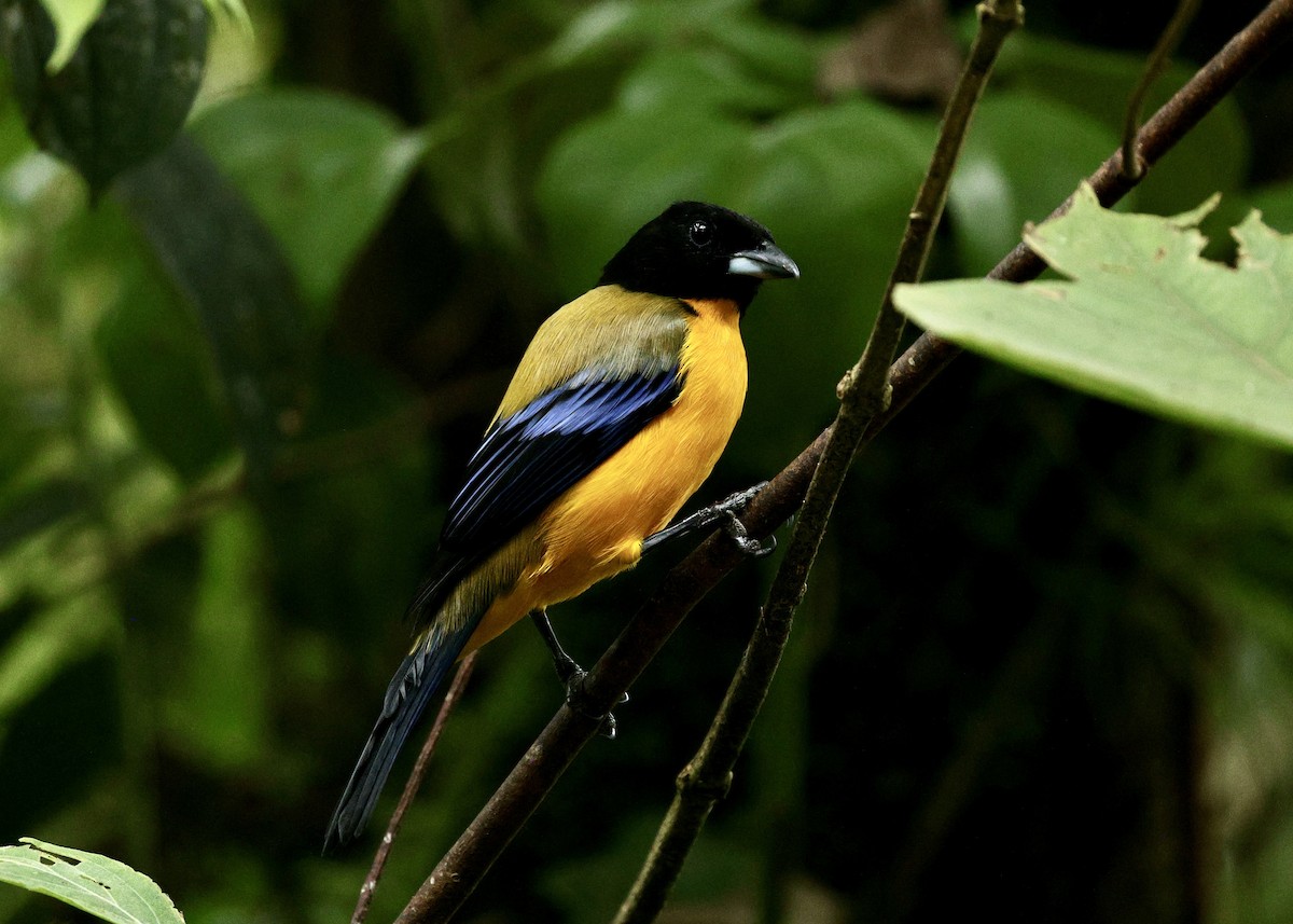 Black-chinned Mountain Tanager - ML644119409