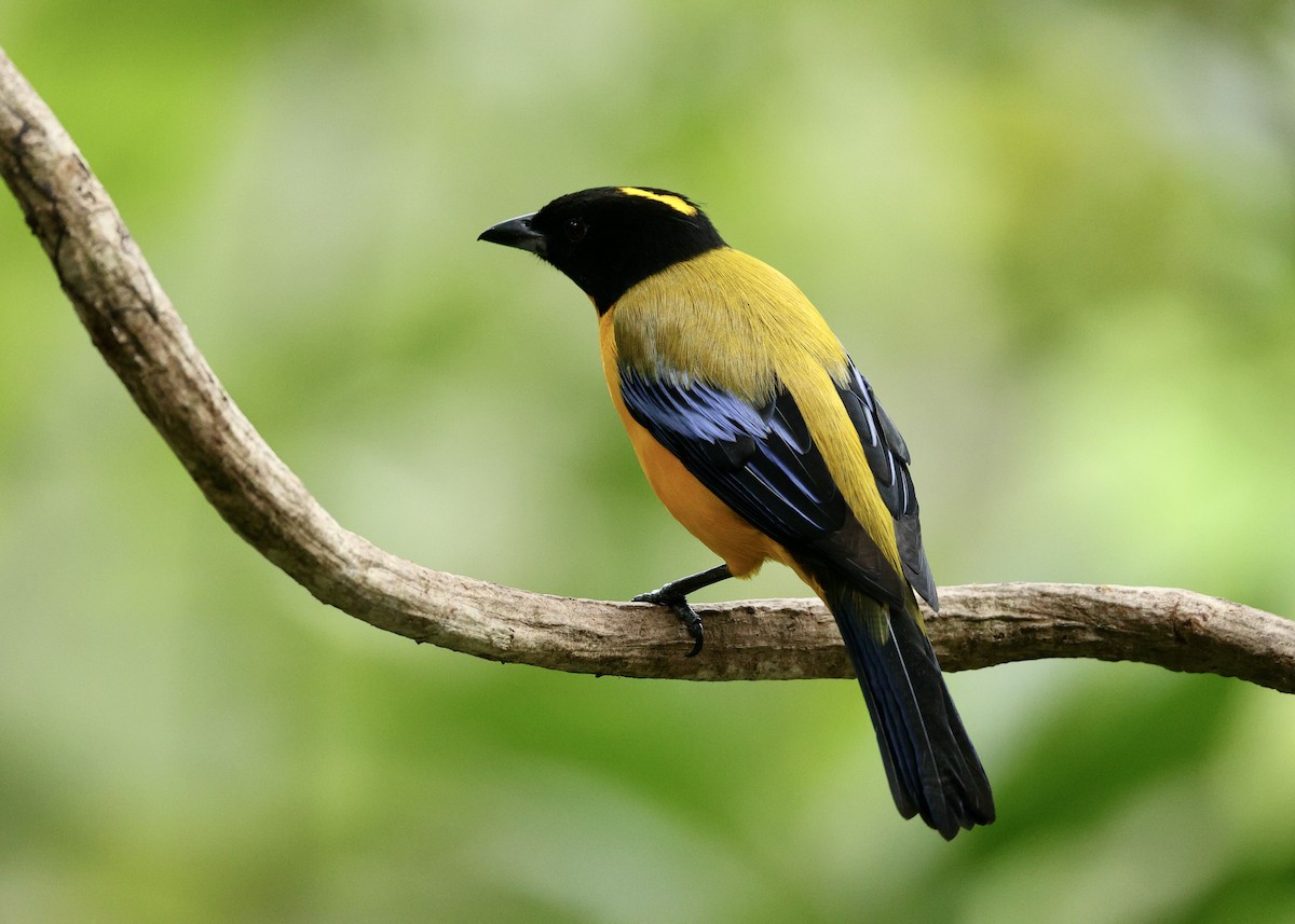 Black-chinned Mountain Tanager - ML644119416