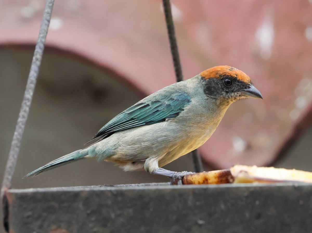 Scrub Tanager - ML644119428