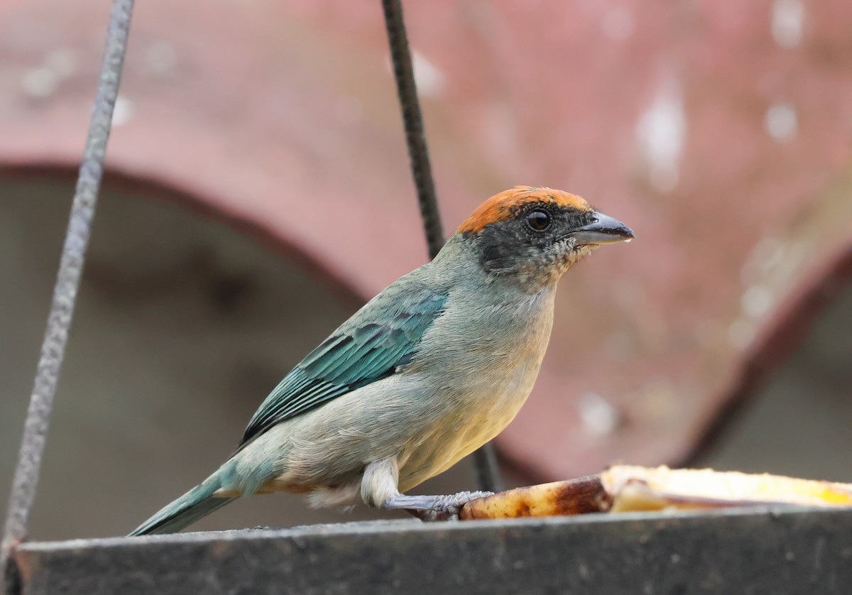 Scrub Tanager - ML644119429