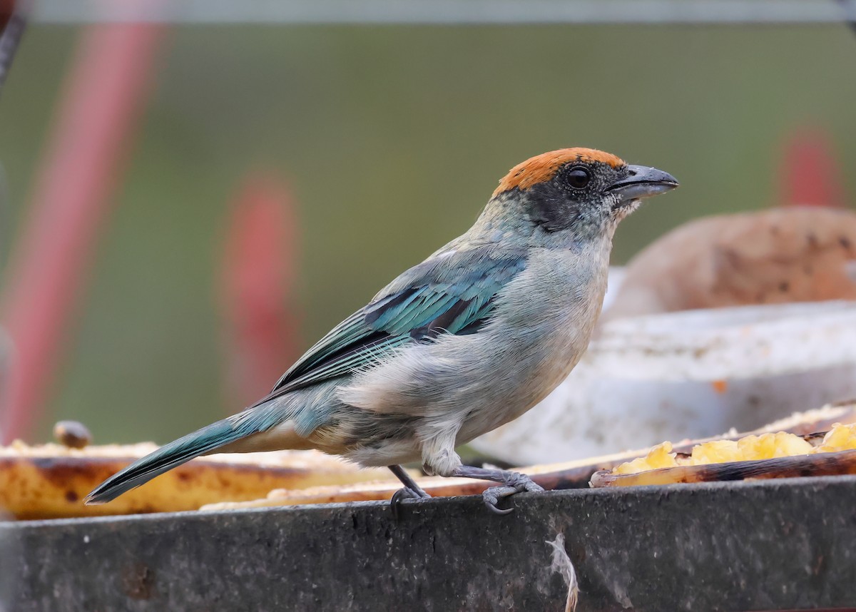 Scrub Tanager - ML644119430