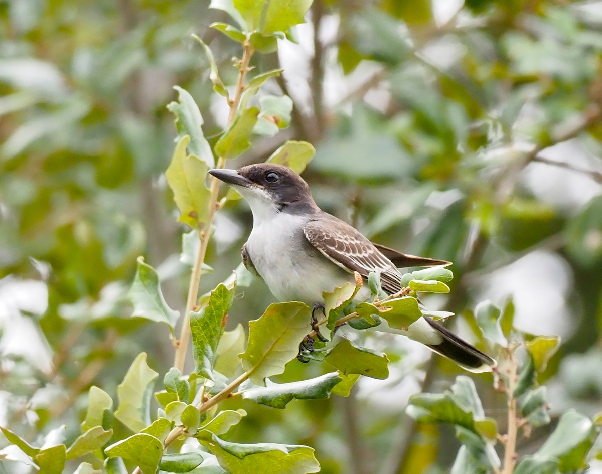 Eastern Kingbird - ML644119431