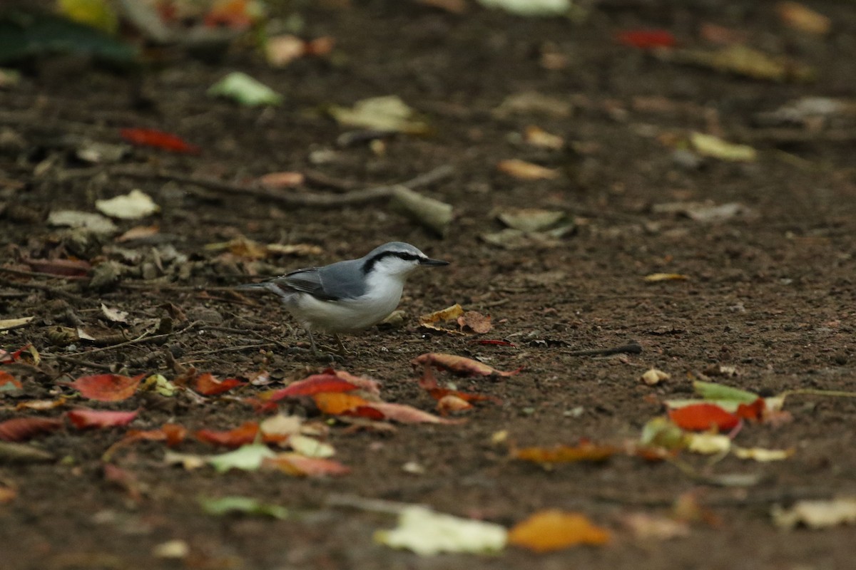 Eurasian Nuthatch (White-bellied) - ML644119441