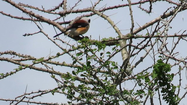 ťuhýk indický - ML644119446