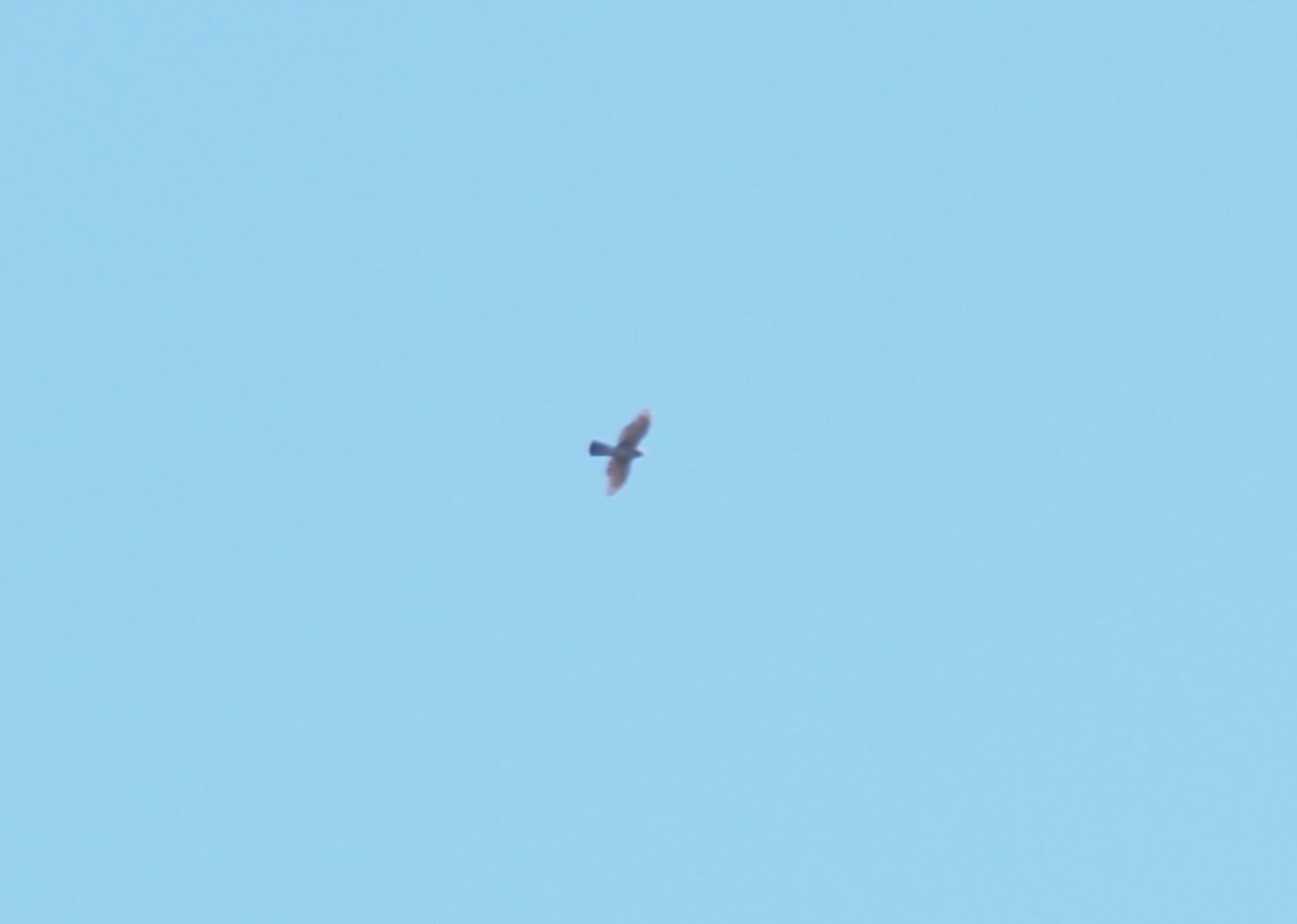 American Goshawk - ML644119455