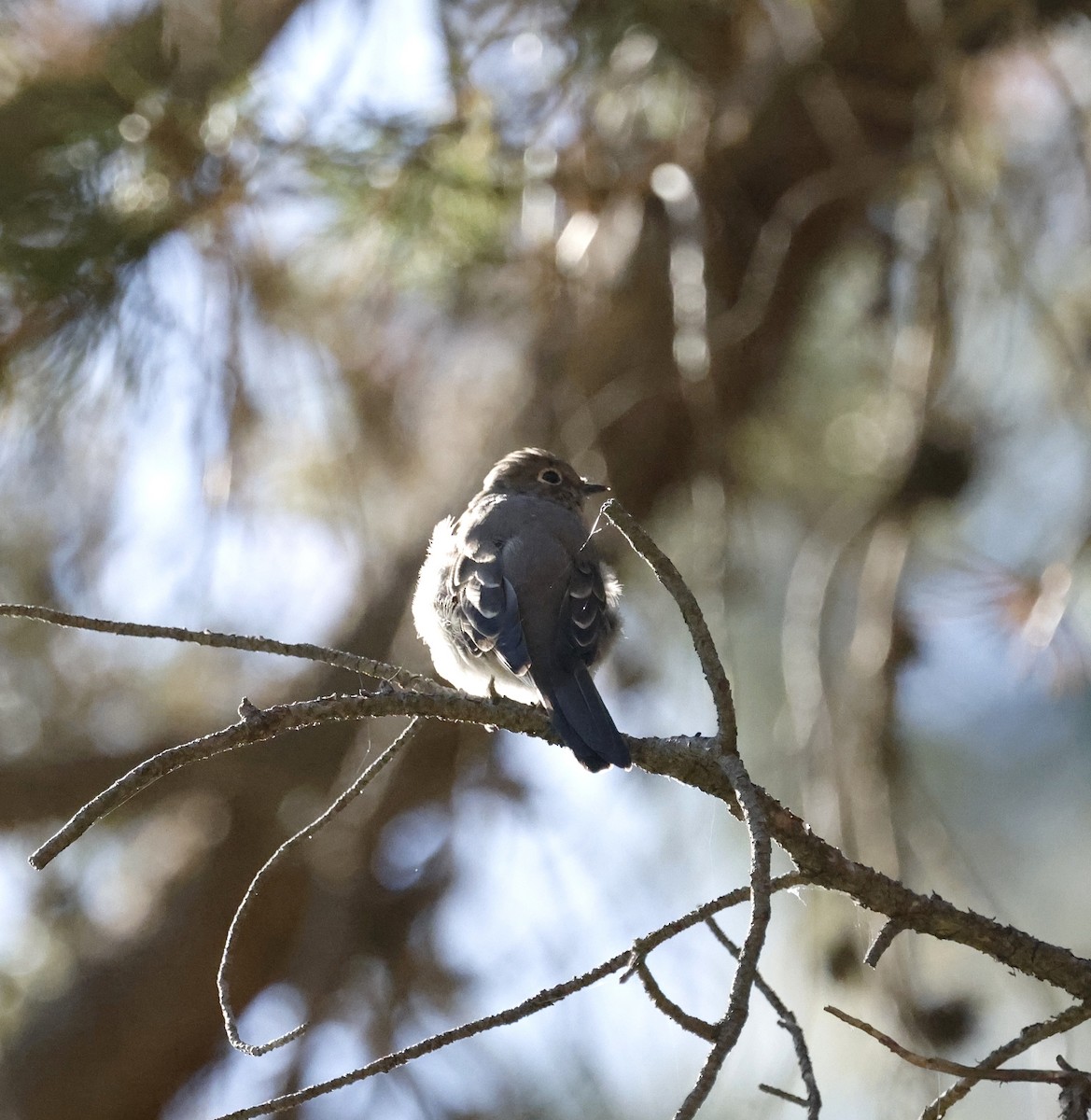 Townsend's Solitaire - ML644119459