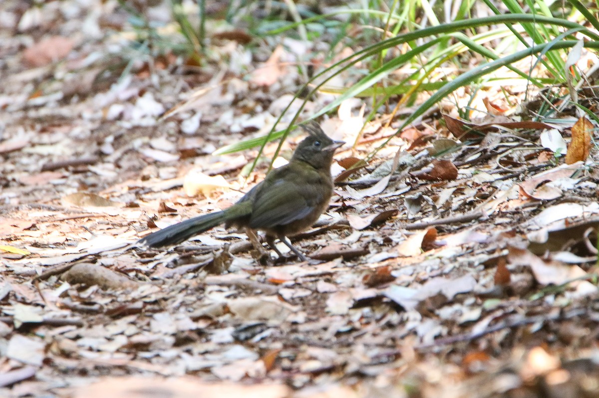 Eastern Whipbird - ML644119460