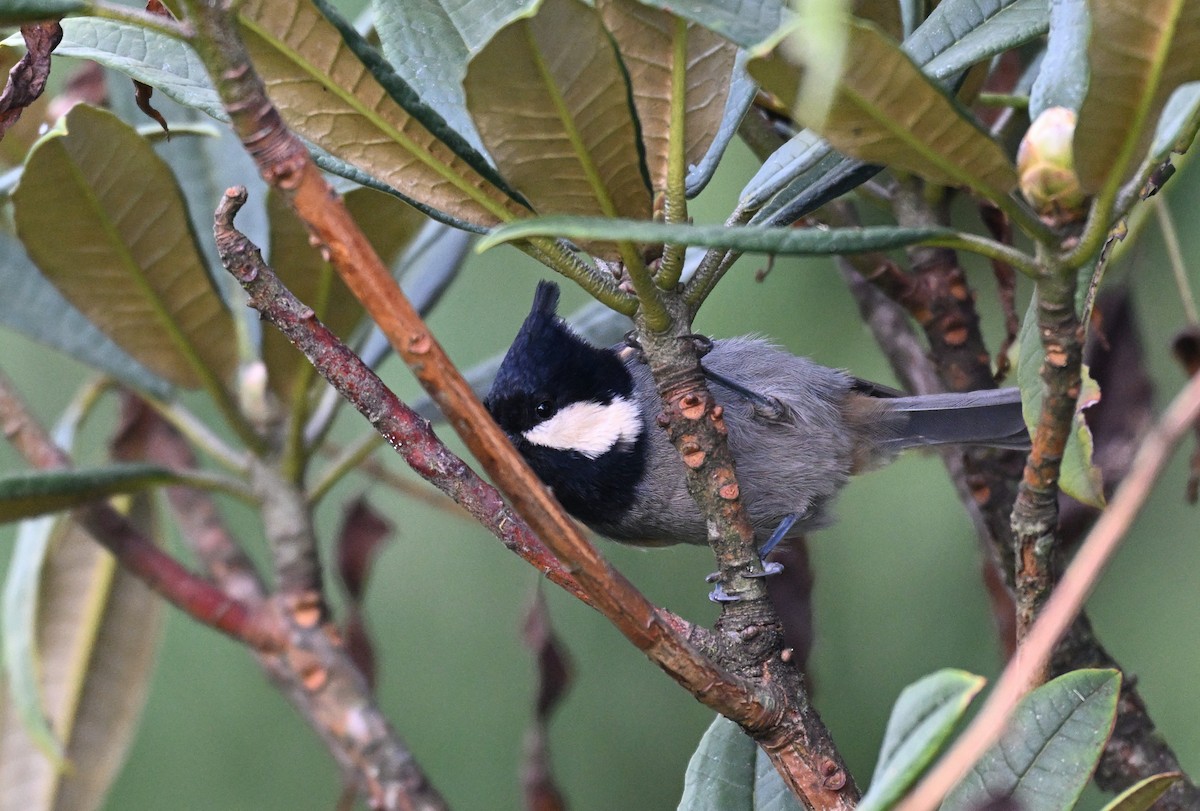 Mésange cul-roux - ML644119471