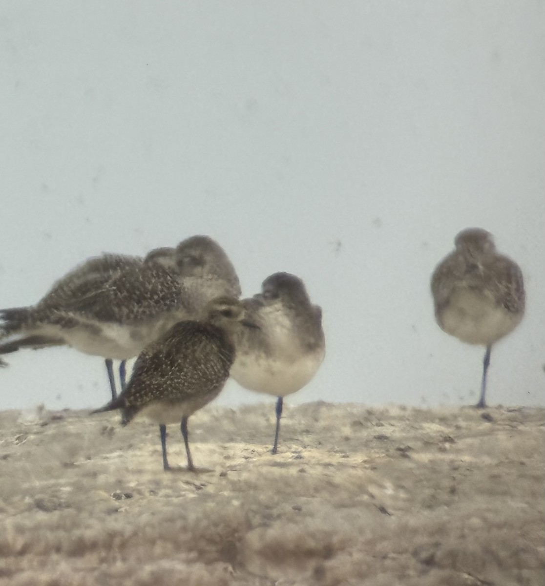 American Golden-Plover - ML644119474