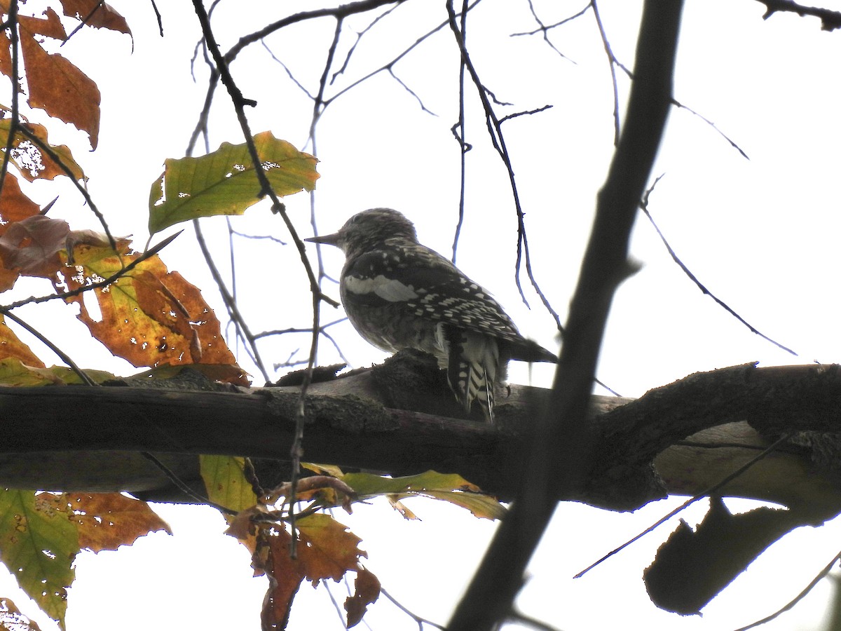 Yellow-bellied Sapsucker - ML644119475