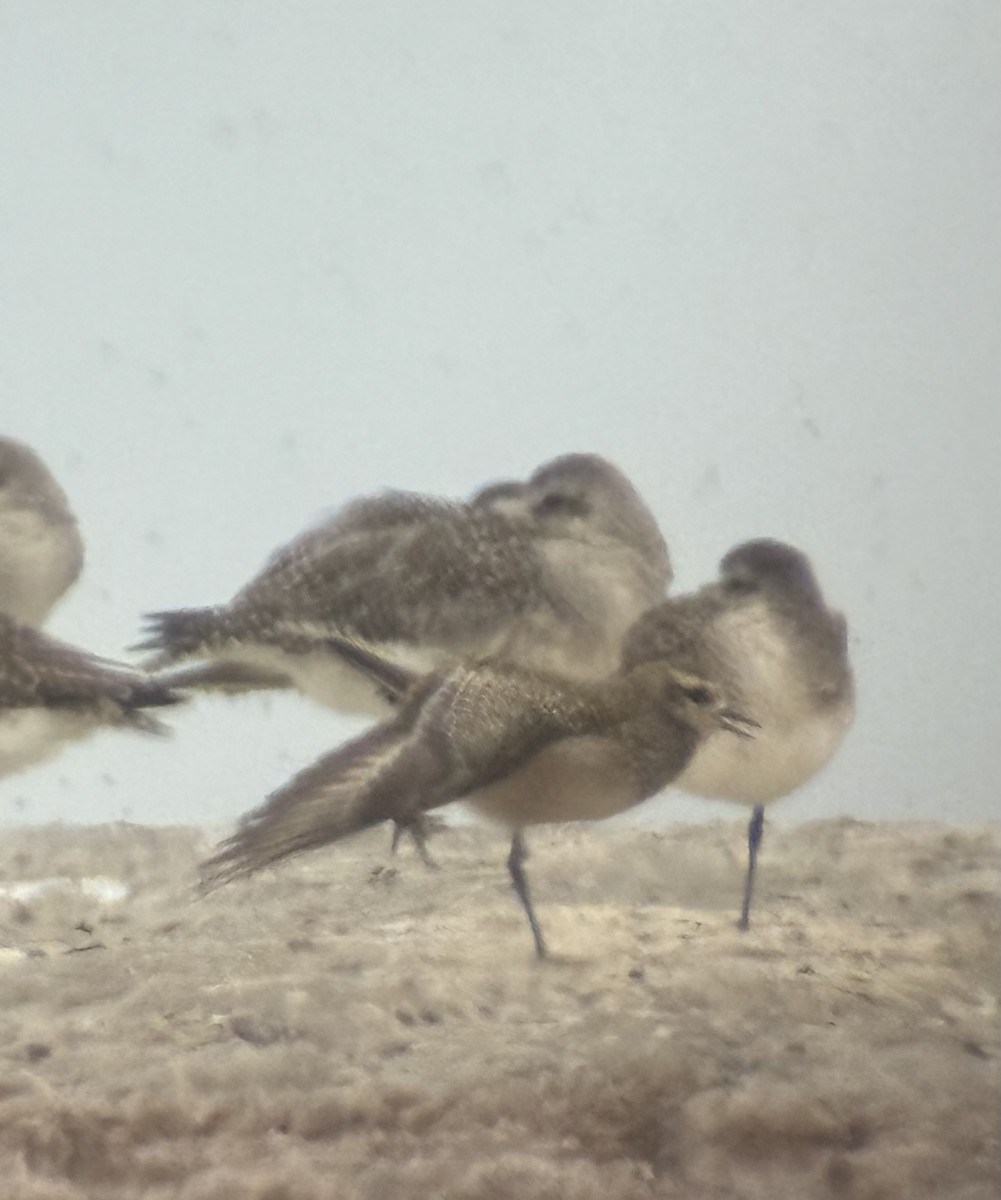 American Golden-Plover - ML644119480