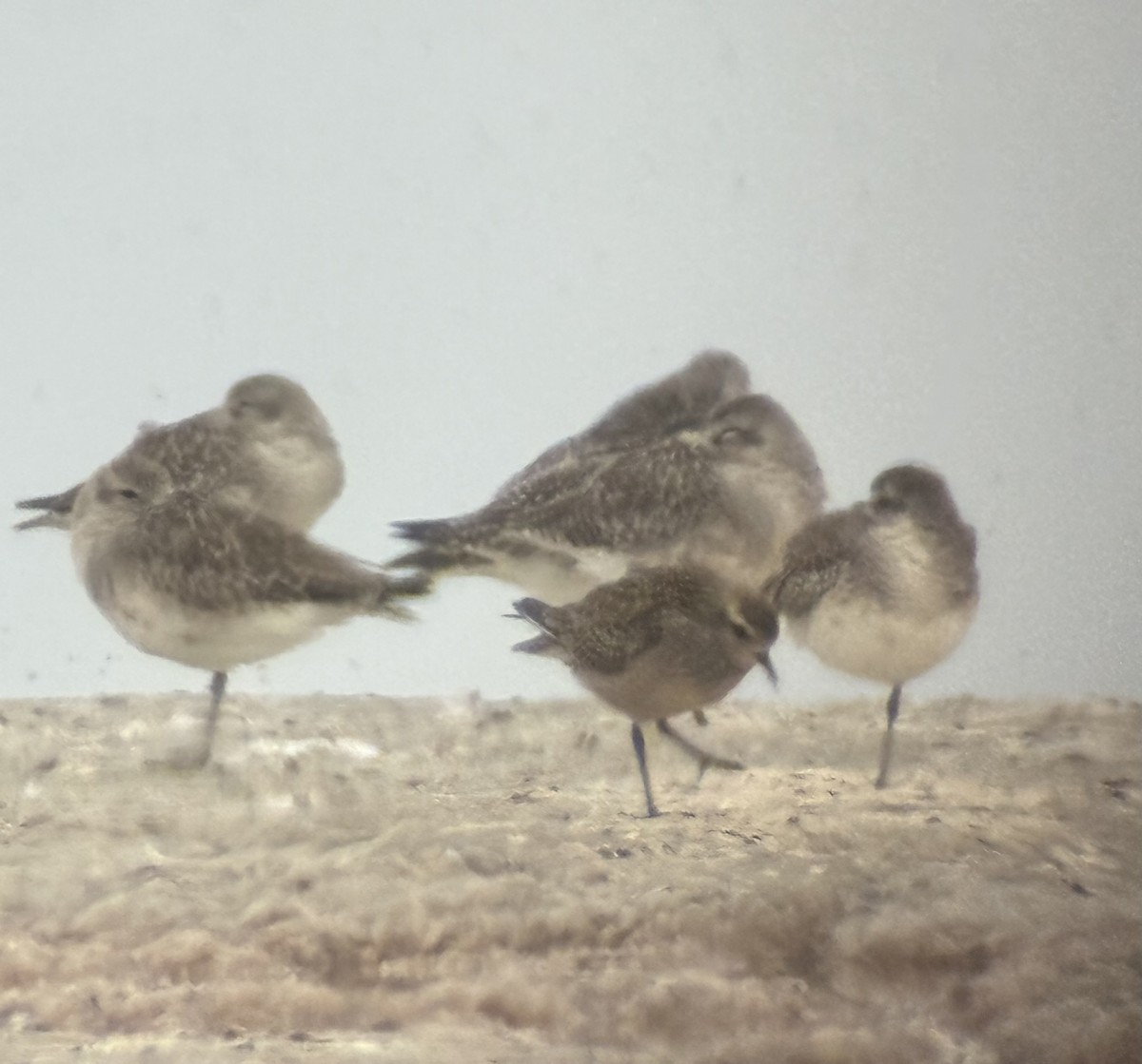 American Golden-Plover - ML644119481