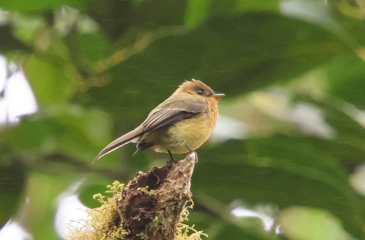 Tufted Flycatcher - ML644119484
