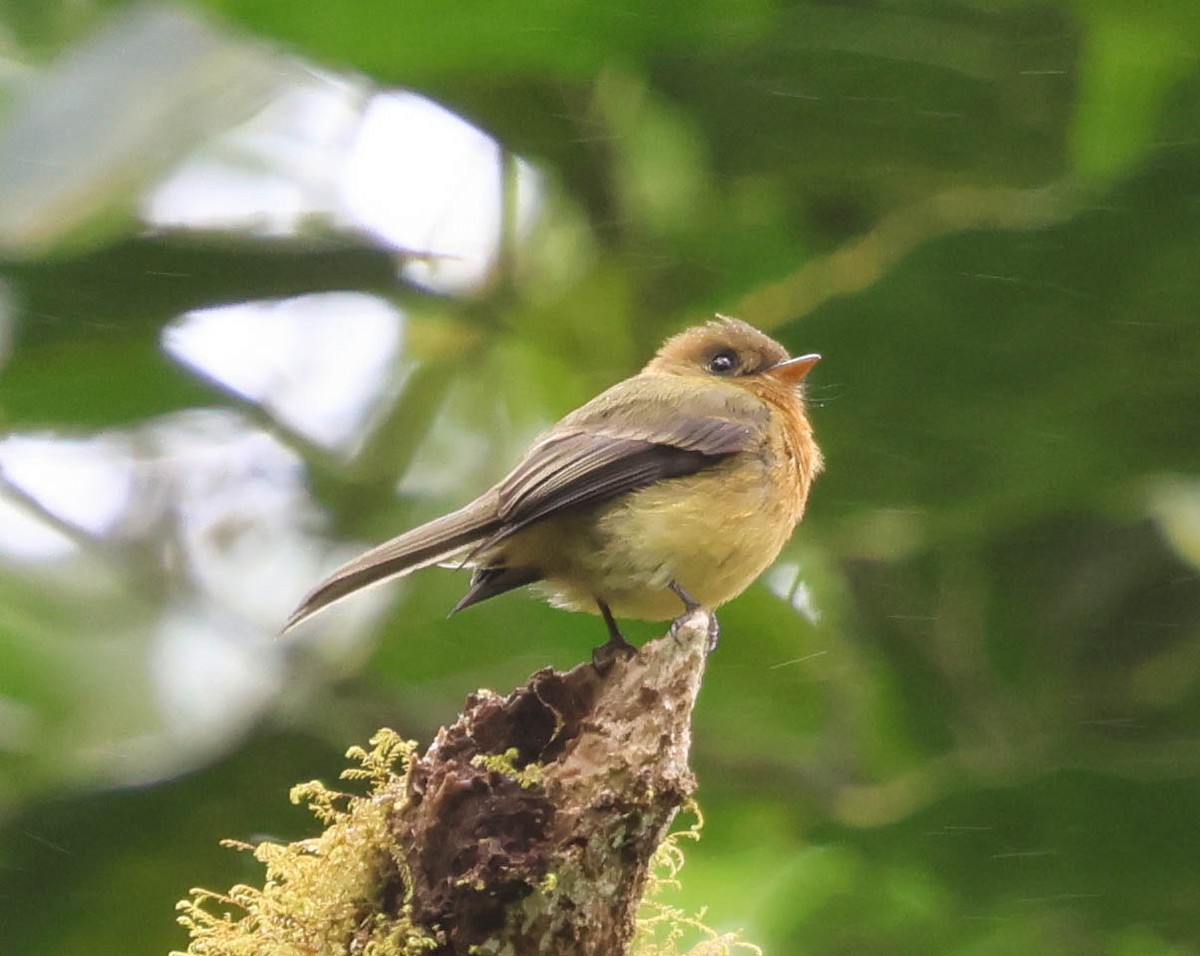 Tufted Flycatcher - ML644119485