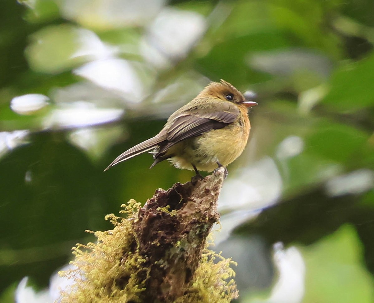 Tufted Flycatcher - ML644119486