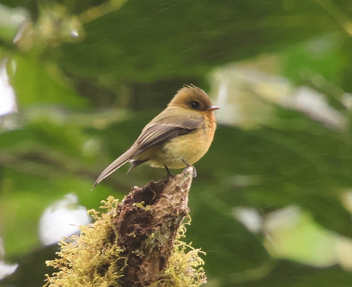 Tufted Flycatcher - ML644119487