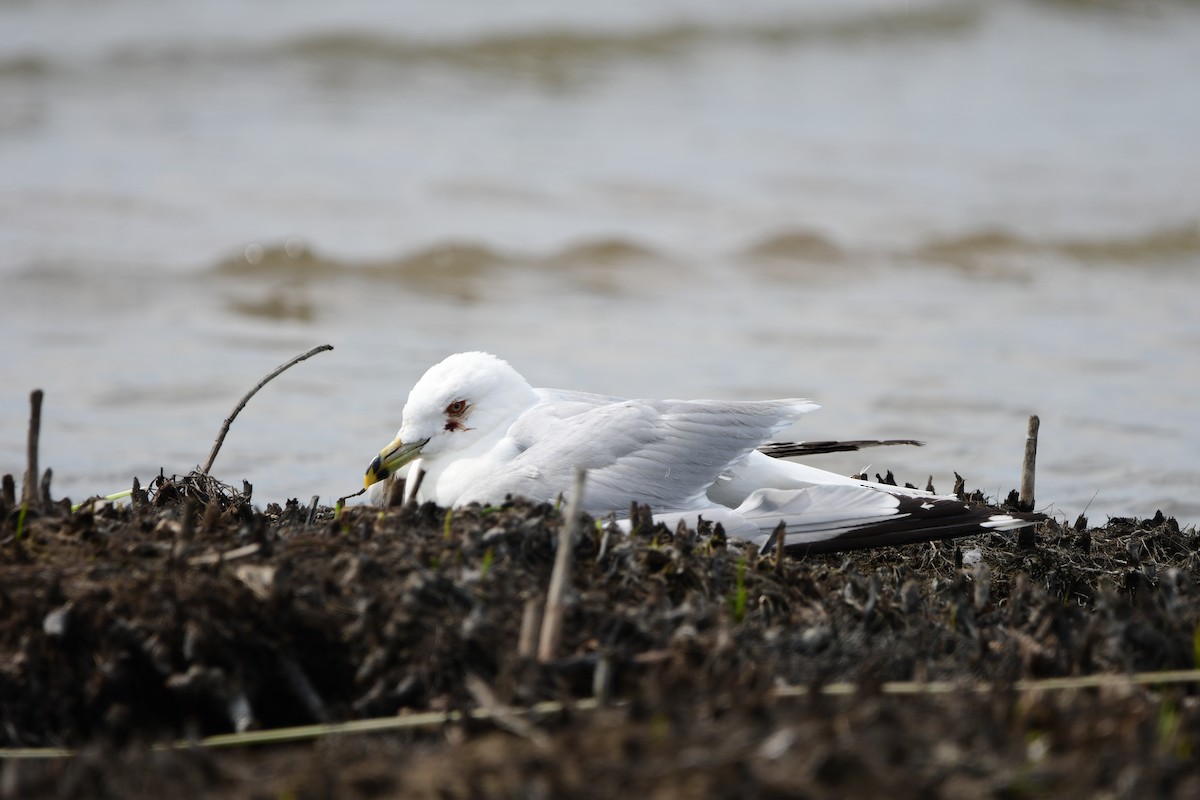 Ring-billed Gull - ML644119489
