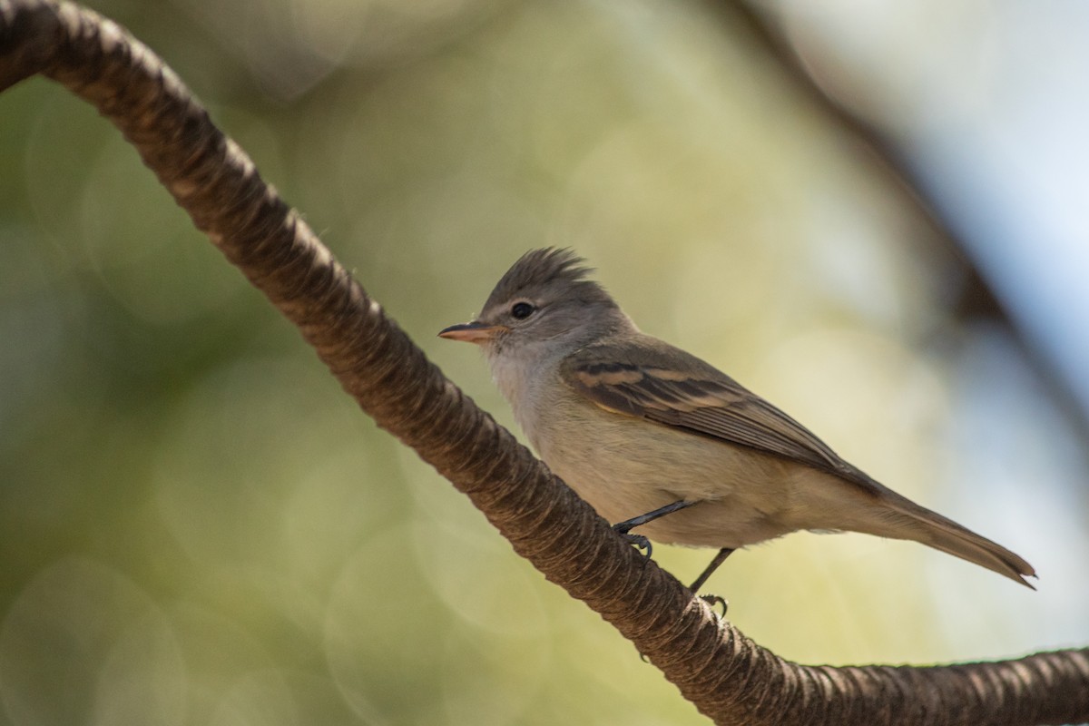 Southern Beardless-Tyrannulet - ML644119503