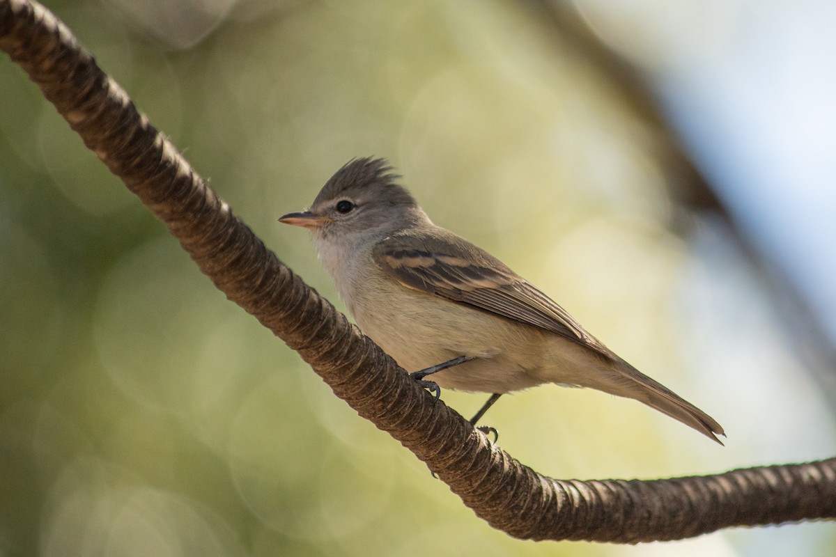 Southern Beardless-Tyrannulet - ML644119504
