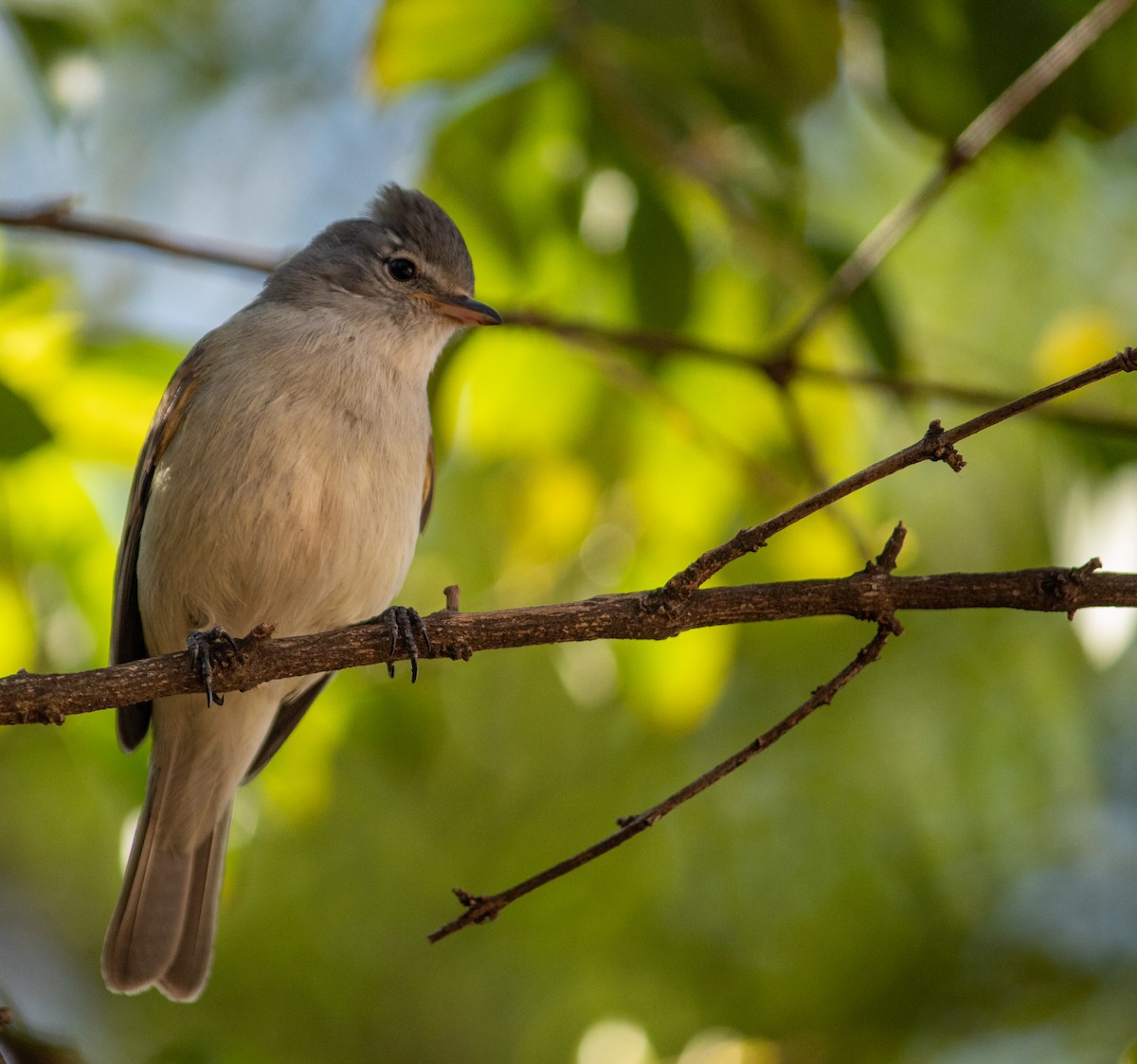 Southern Beardless-Tyrannulet - ML644119505